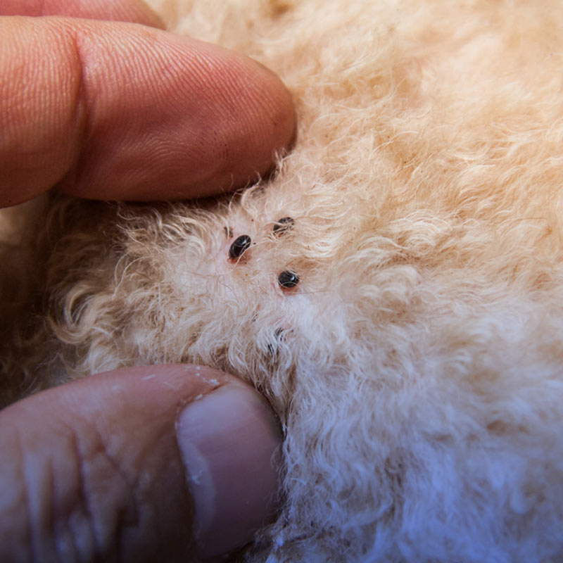 درمان کک و کنه در سگ