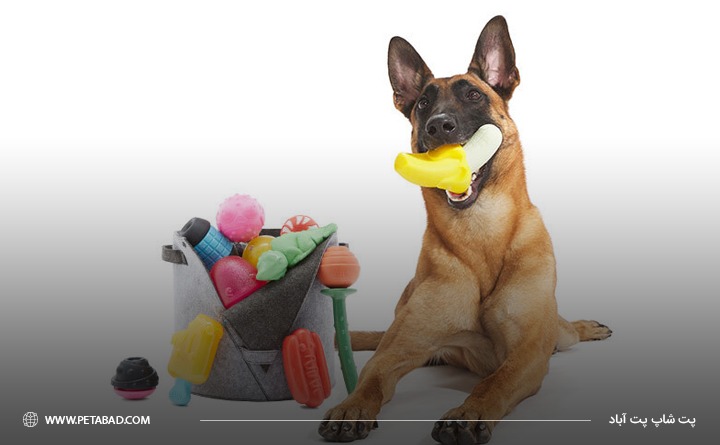 دلیل خرید اسباب بازی برای سگ