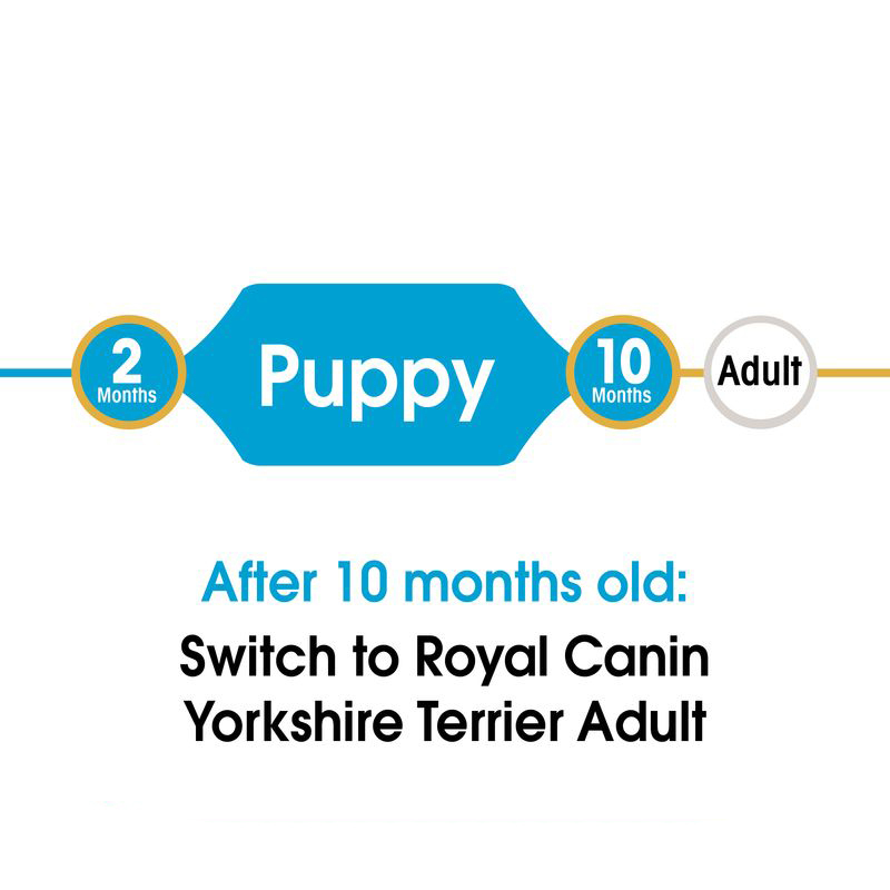  تصویر آموزشی زمان تغییر غذای خشک Puppy Yorkshire Terrier 