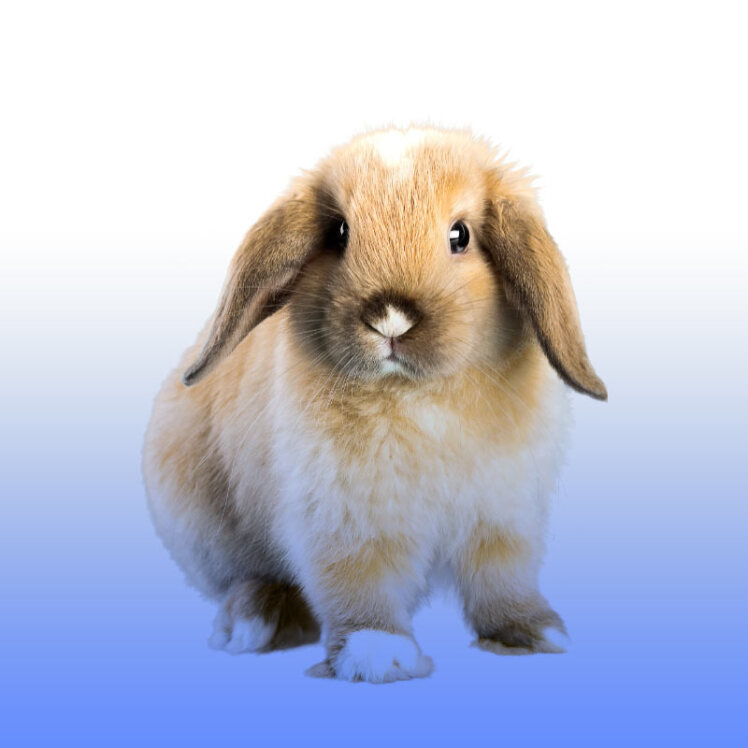 علائم یبوست در خرگوش و درمان خانگی آن