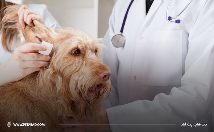 بهترین زمان شستشوی گوش سگ 