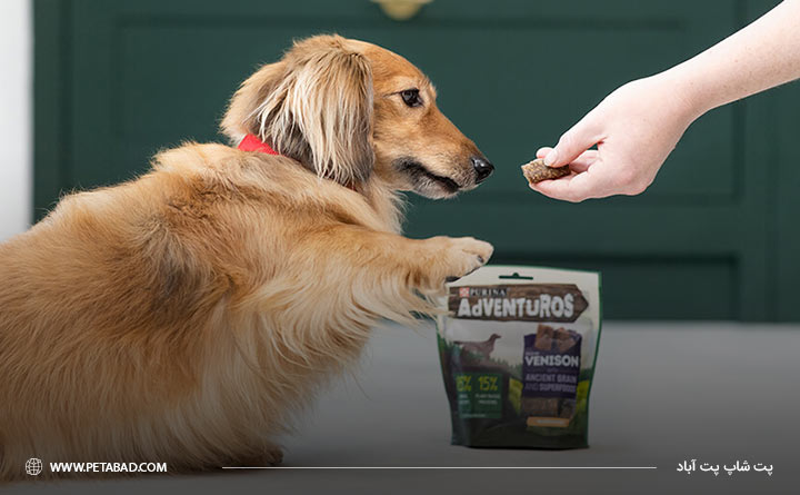 دادن غذای تشویقی به سگ