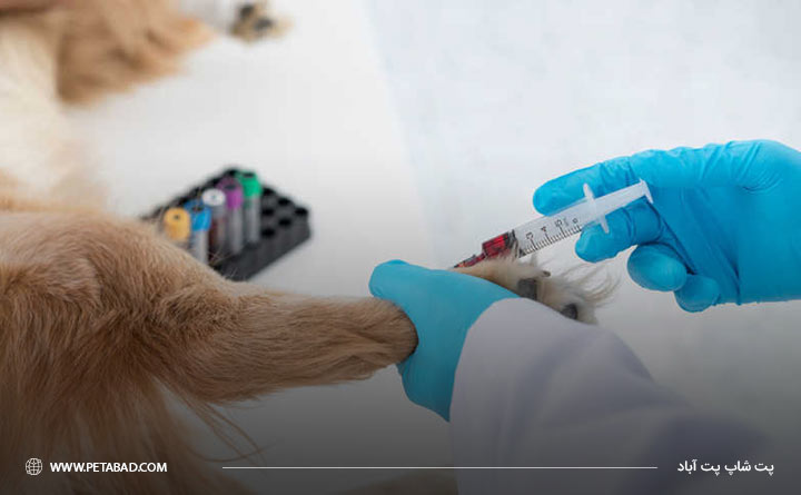 آزمایش خون از سگ برای تشخیص بیماری کرم قلب