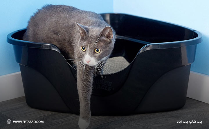 استفاده از بستر گربه