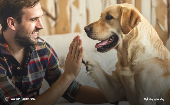 چگونه از آلفا شدن سگ جلوگیری کنیم: تشویق کردن درست سگ