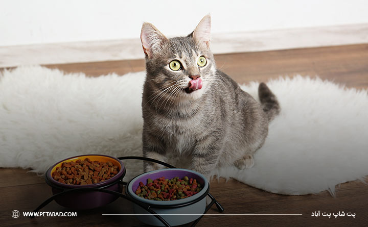 انتخاب بهترین رژیم غذایی برای گربه