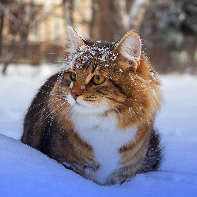 سرمازدگی در گربه ها| بررسی علائم و اقدامات لازم جهت درمان