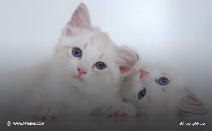 آشنایی با ساختار چشم گربه‌ها در هنگام تولد