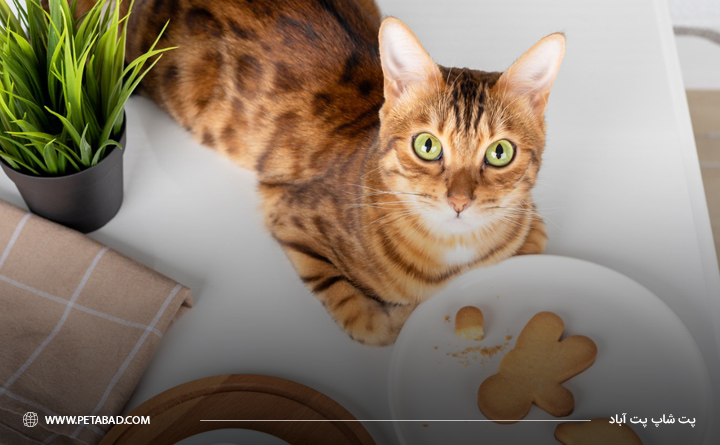 آماده کردن غذای خشک گربه در خانه