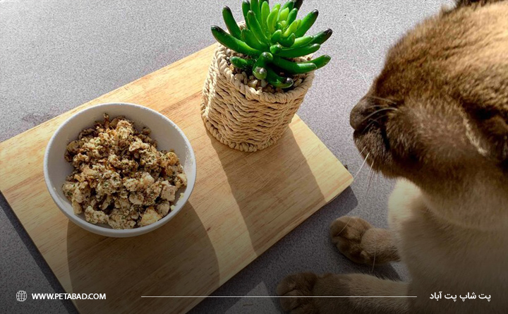 ترکیبات موجود در غذای خشک گربه