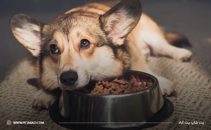 انواع مختلف غذای درمانی سگ