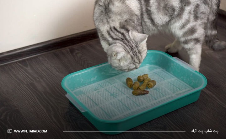 مدفوع سالم گربه چه ویژگی هایی دارد