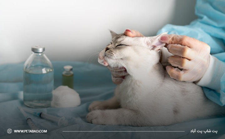 رعایت بهداشت هنگام ابتلا گربه به بیماری کوکسیدیا 