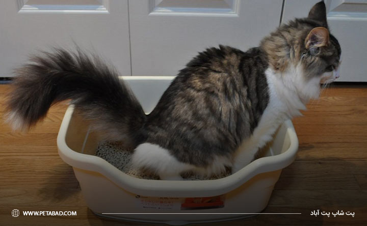 دستشویی کردن گربه در ظرف خاک