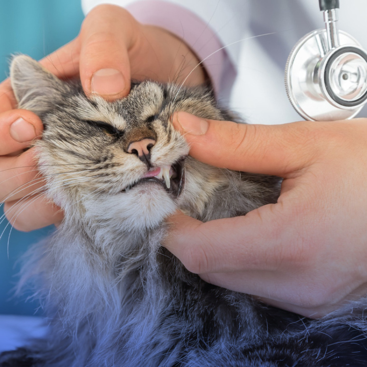 درمان سریع کم خونی گربه