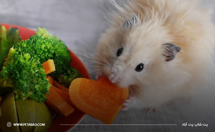 بهترین غذای همستر 