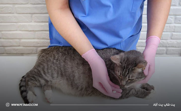 مصرف آنتی‌بیوتیک‌ها برای درمان بی اشتهایی گربه
