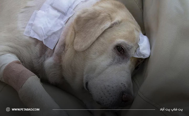 سرطان لنفوم در سگ