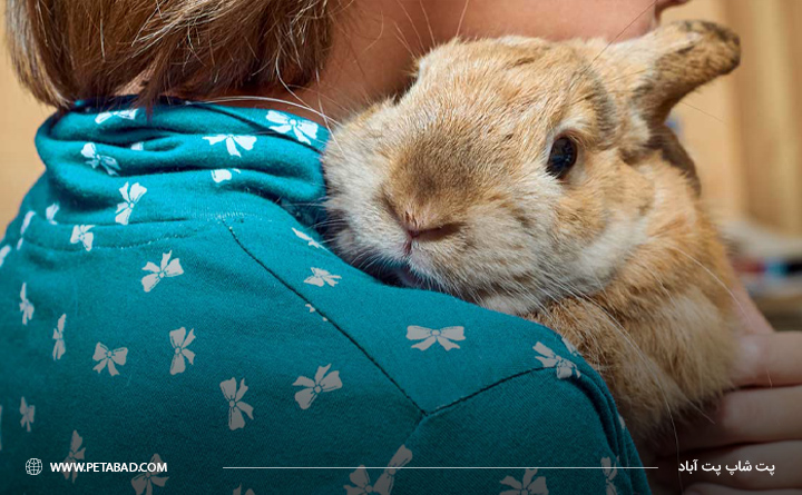 چرا خرگوش من بی حال است