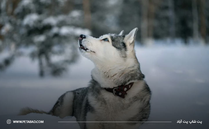 قلاده سگ را ببندید تا در زمستان گم نشود