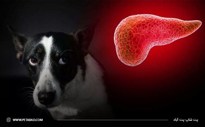 بیماری پانکراتیت در سگ