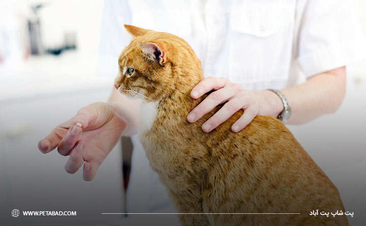 راه‌های درمان بیماری پریتونیت عفونی گربه