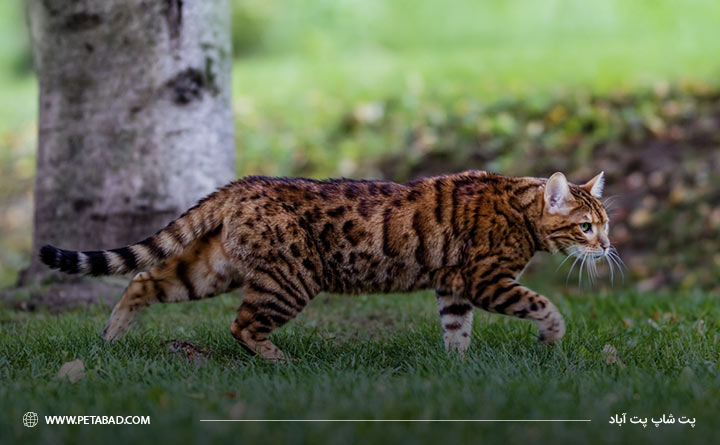 رنگ گربه بنگال