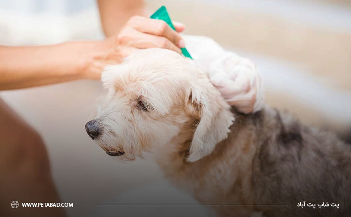روشهای درمان کک و کنه در سگ