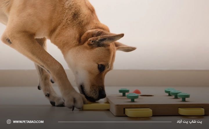 بازی پازلی برای سگ