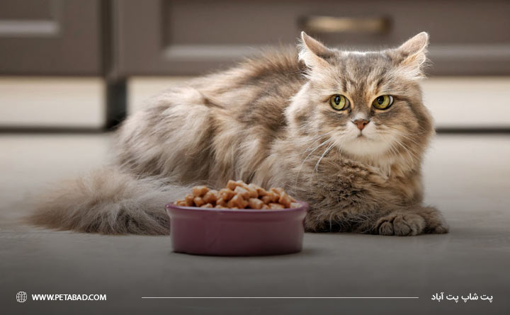 تنظیم رژیم غذایی برای درمان دیابت گربه