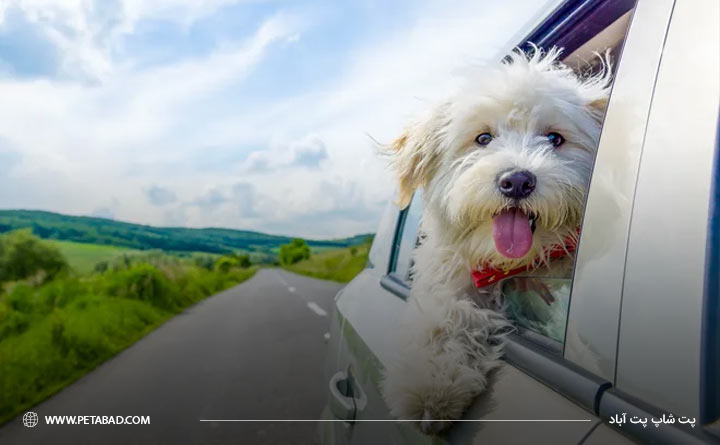 مسافرت با حیوانات خانگی با ماشین