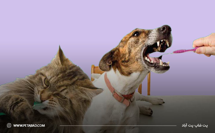 بهداشت دهان و دندان گربه و سگ 
