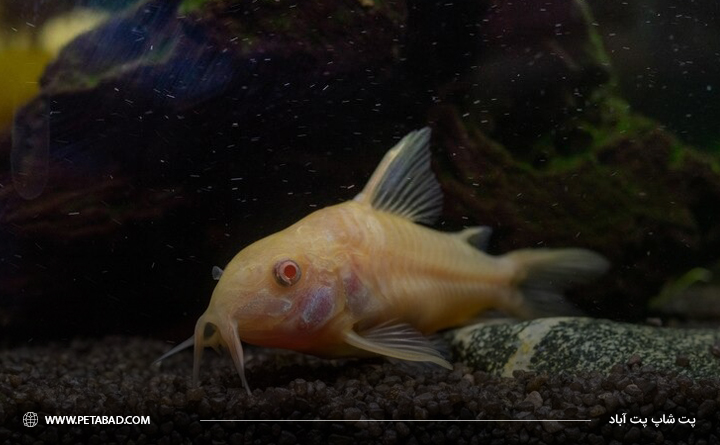 بستر آکواریوم