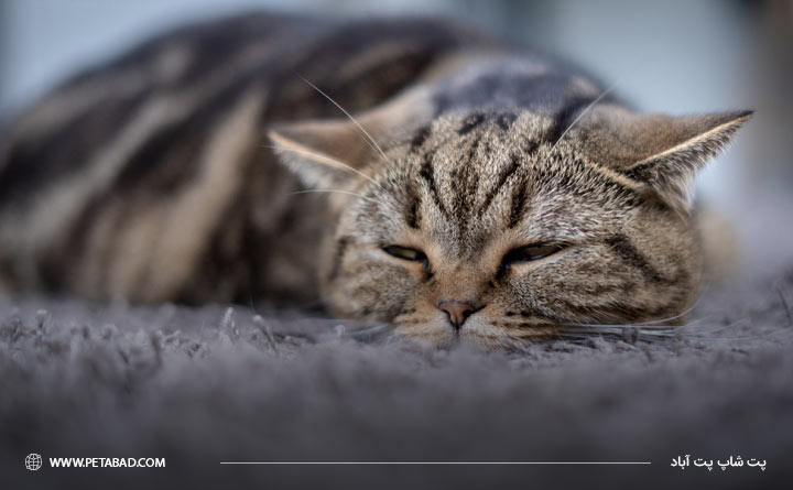 بی‌حالی و خستگی مداوم گربه از نشانه های ابتلا به سرطان 