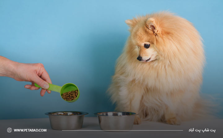 چگونه غذای خانگی برای سگ پامرانین درست کنیم؟