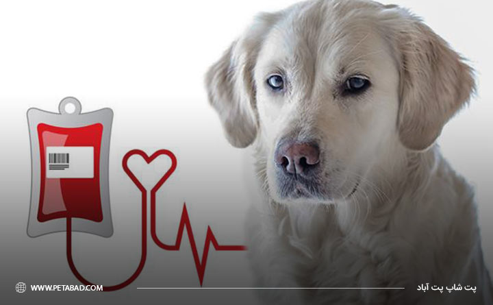 درمان کم‌خونی در سگ