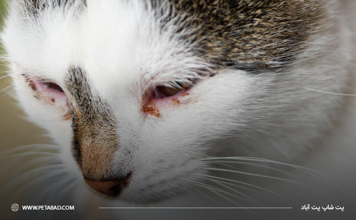 متورم شدن پلک‌های گربه به دلیل عفونت