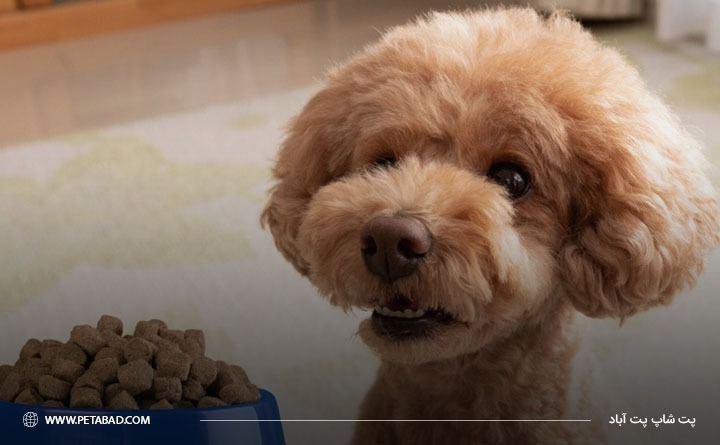 نکات مهم مربوط به تغذیه سگ پودل