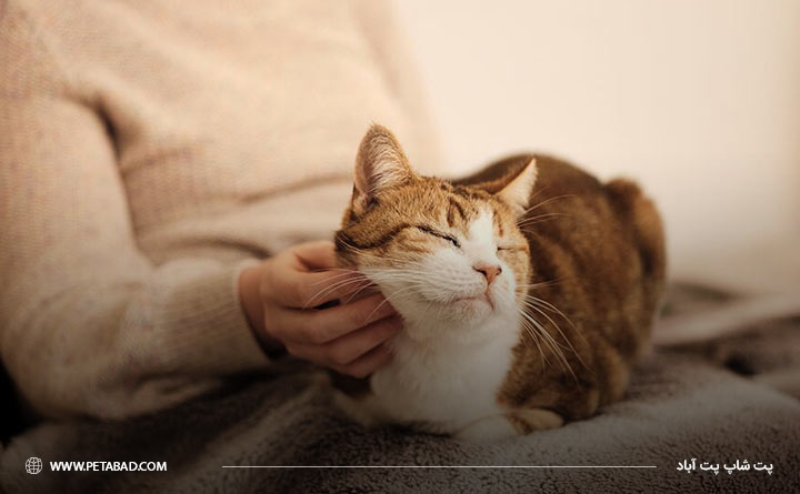 نوازش و محبت گربه پس از واکسیناسیون
