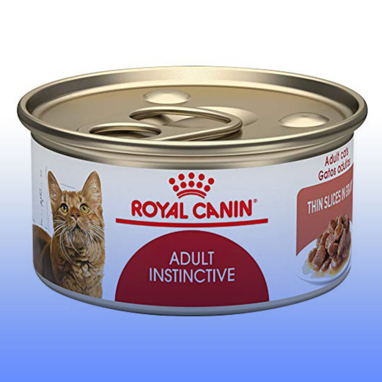 راهنمای خرید غذای تر گربه