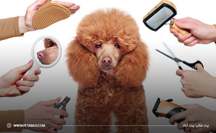 رعایت بهداشت سگ پودل