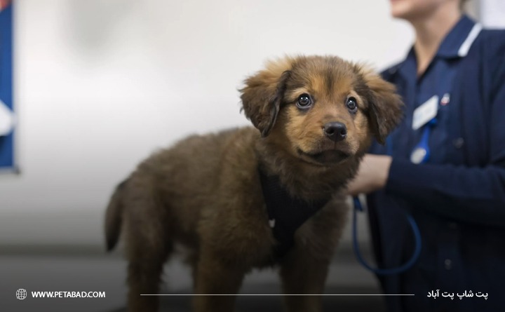 شیر خشک توله سگ و نکات استفاده از آن