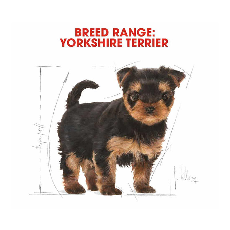  عکس بسته‌بندی غذای خشک توله سگ رویال کنین مدل Puppy Yorkshire Terrier وزن 1.5 کیلوگرم 