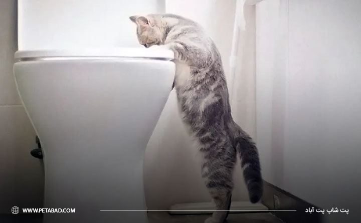 مدفوع ناسالم گربه چه ویژگی هایی دارد