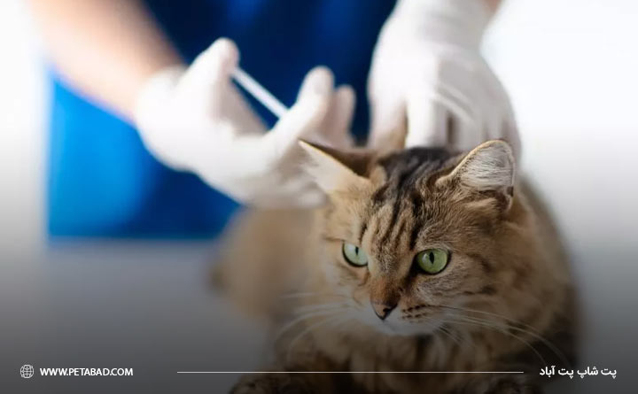 انجام واکسیناسیون گربه برای بیماری پریتونیت عفونی