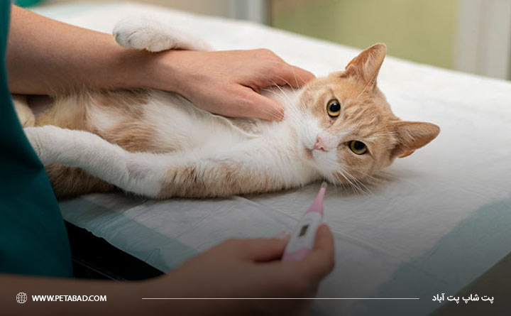 بررسی‌کردن وضعیت بهداشت گربه برای پیشگیری از بیماری FIP گربه