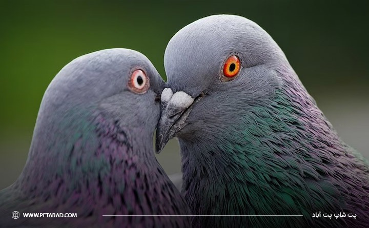 بهترین پرنده خانگی برای کودکان: کبوتر