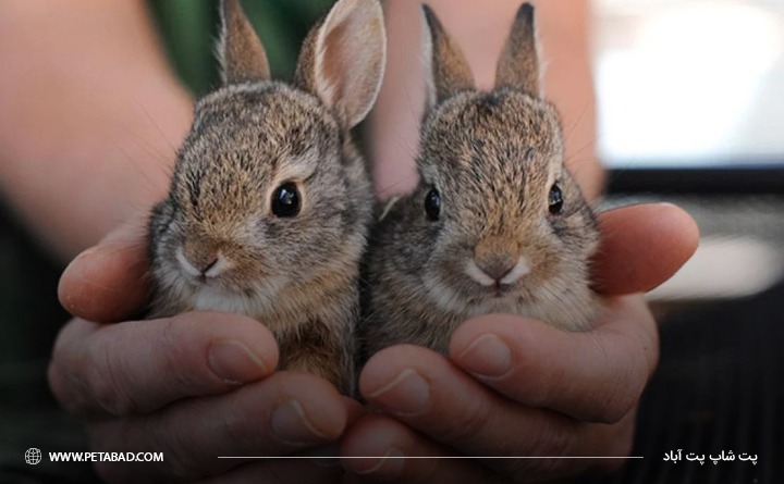 مراقبت‌های بعد از عقیم‌سازی خرگوش