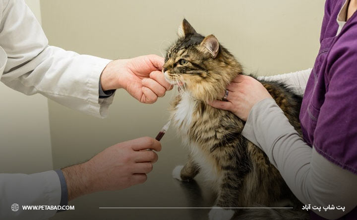 آزمایش خون از گربه برای مدیریت بیماری پمفیگوس گربه