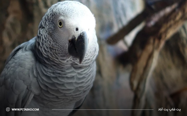 انواع مختلف بیماری در پرندگان زینتی